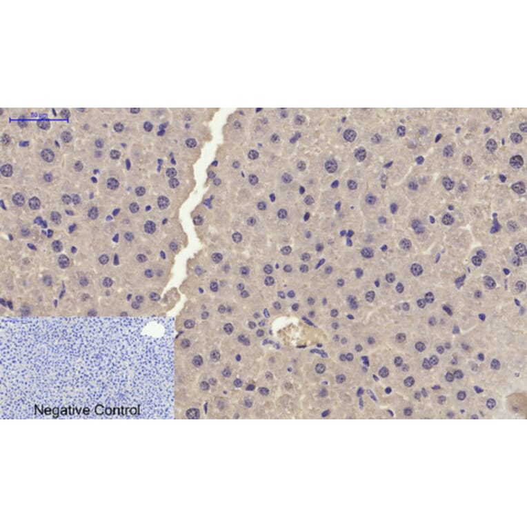 Immunohistochemistry - Anti-p21 Cip1 Antibody (B7175) - Antibodies.com