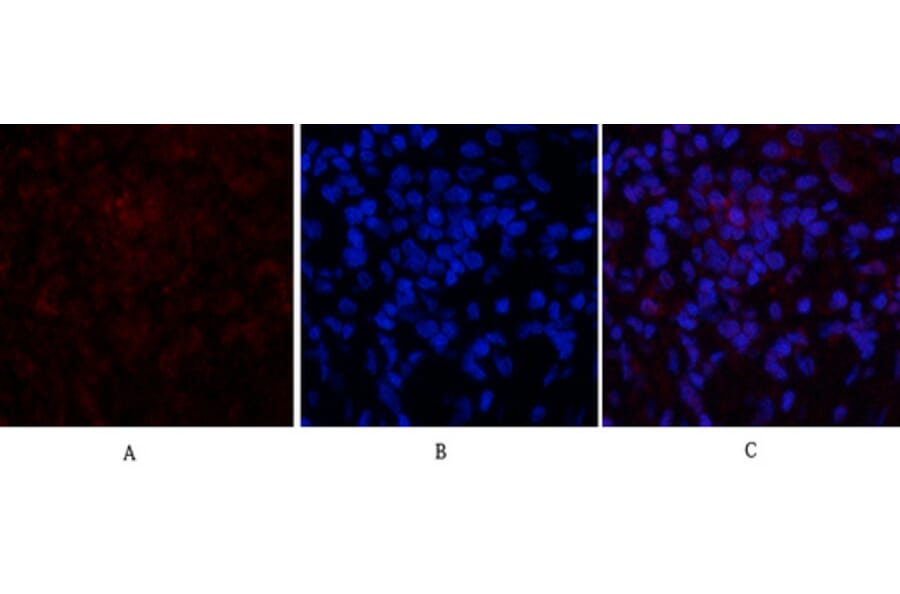 Immunofluorescence - Anti-p21 Cip1 Antibody (B7175) - Antibodies.com
