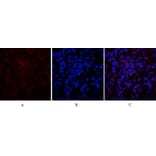 Immunofluorescence - Anti-p21 Cip1 Antibody (B7175) - Antibodies.com