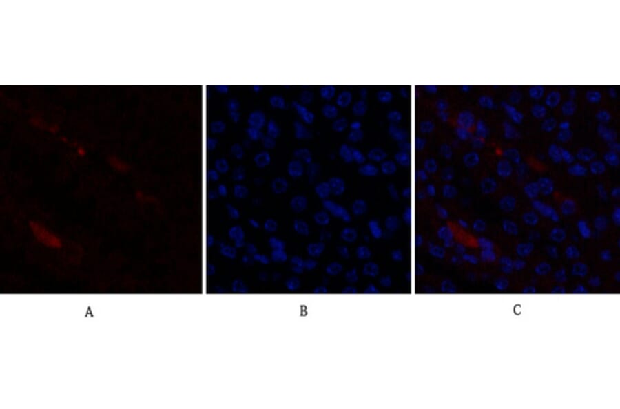 Immunofluorescence - Anti-p21 Cip1 Antibody (B7175) - Antibodies.com