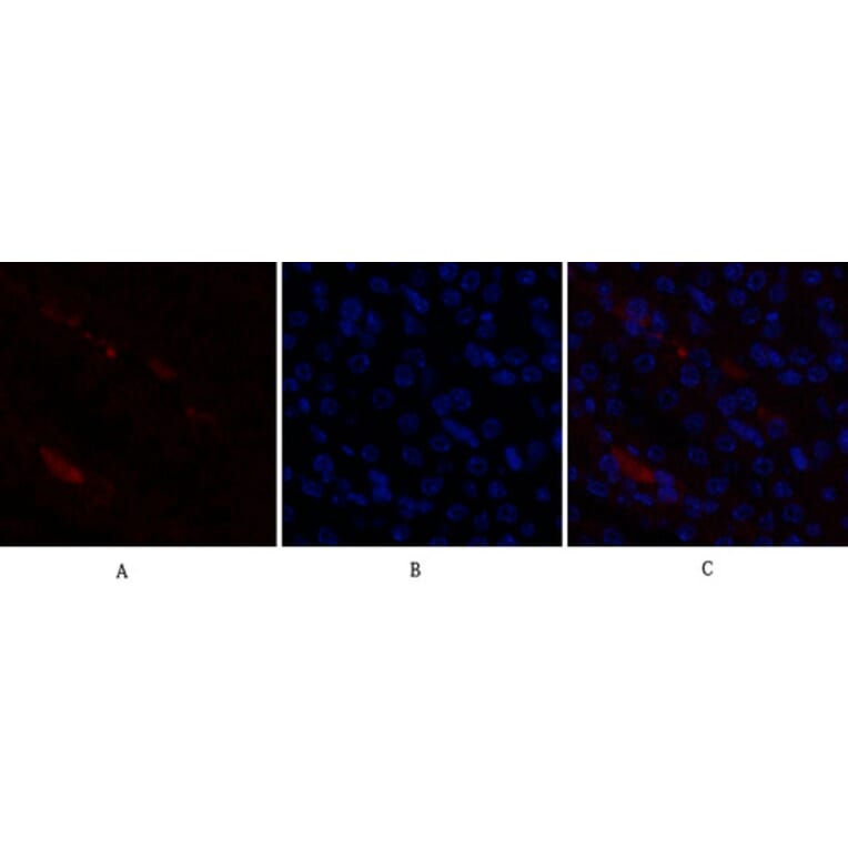 Immunofluorescence - Anti-p21 Cip1 Antibody (B7175) - Antibodies.com