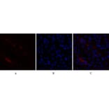 Immunofluorescence - Anti-p21 Cip1 Antibody (B7175) - Antibodies.com