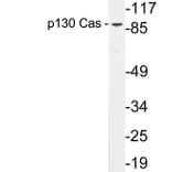 Western Blot - Anti-p130 Cas Antibody (R12-2285) - Antibodies.com