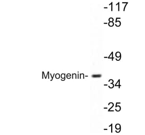 Western Blot - Anti-Myogenin Antibody (R12-2246) - Antibodies.com