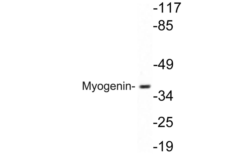 Western Blot - Anti-Myogenin Antibody (R12-2246) - Antibodies.com