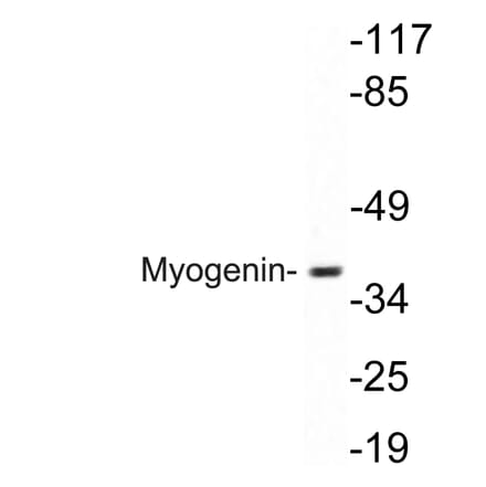 Western Blot - Anti-Myogenin Antibody (R12-2246) - Antibodies.com