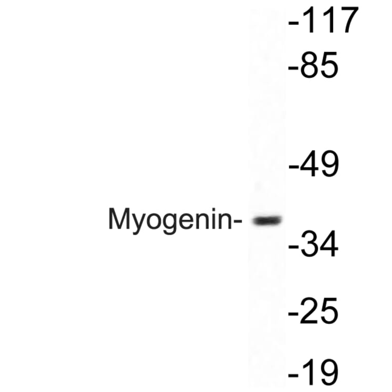 Western Blot - Anti-Myogenin Antibody (R12-2246) - Antibodies.com