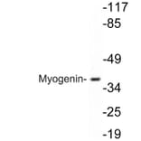Western Blot - Anti-Myogenin Antibody (R12-2246) - Antibodies.com