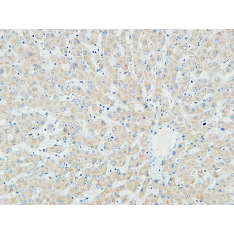 Immunohistochemistry - Anti-Myogenin Antibody (R12-2246) - Antibodies.com