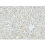 Immunohistochemistry - Anti-Myogenin Antibody (R12-2246) - Antibodies.com