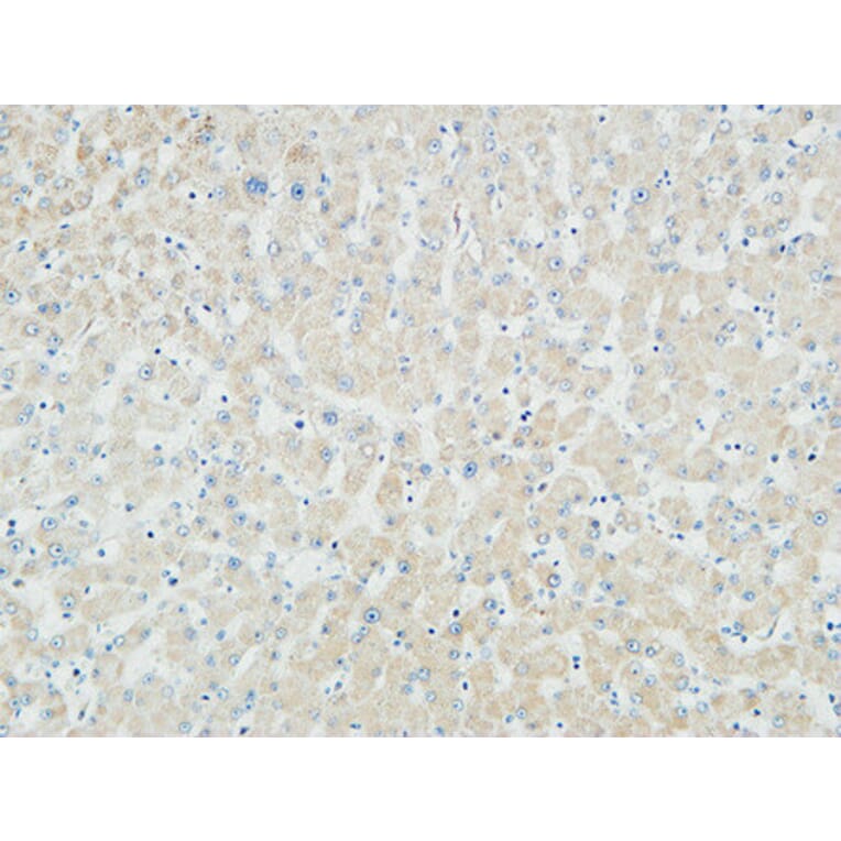 Immunohistochemistry - Anti-Myogenin Antibody (R12-2246) - Antibodies.com