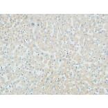 Immunohistochemistry - Anti-Myogenin Antibody (R12-2246) - Antibodies.com