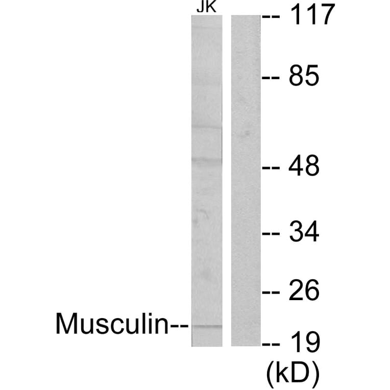 Western Blot - Anti-Musculin Antibody (C10147) - Antibodies.com