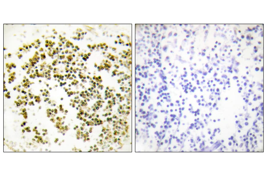 Immunohistochemistry - Anti-Musculin Antibody (C10147) - Antibodies.com