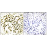 Immunohistochemistry - Anti-Musculin Antibody (C10147) - Antibodies.com