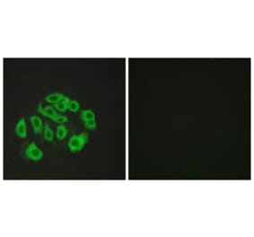Immunofluorescence - Anti-Mucin-14 Antibody (C11879) - Antibodies.com