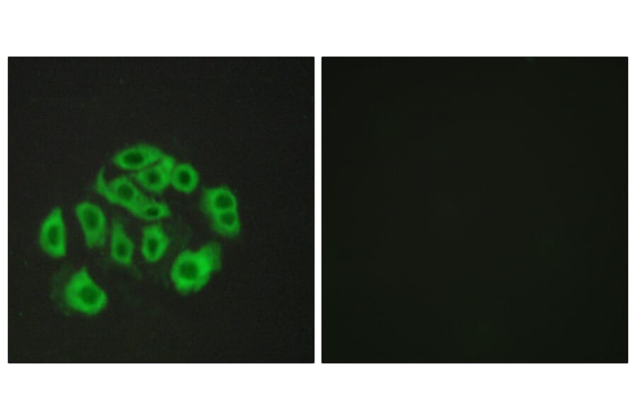 Immunofluorescence - Anti-Mucin-14 Antibody (C11879) - Antibodies.com
