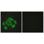 Immunofluorescence - Anti-Mucin-14 Antibody (C11879) - Antibodies.com