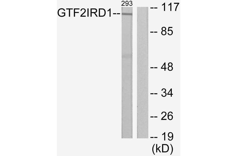 Western Blot - Anti-GTF2IRD1 Antibody (C11847) - Antibodies.com