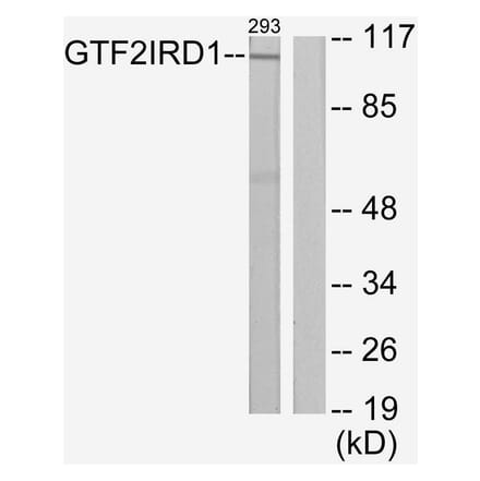 Western Blot - Anti-GTF2IRD1 Antibody (C11847) - Antibodies.com