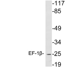 Western Blot - Anti-EF-1beta Antibody (R12-2125) - Antibodies.com