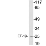 Western Blot - Anti-EF-1beta Antibody (R12-2125) - Antibodies.com