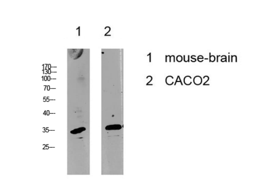 Western Blot - Anti-Cyclin C Antibody (B8334) - Antibodies.com