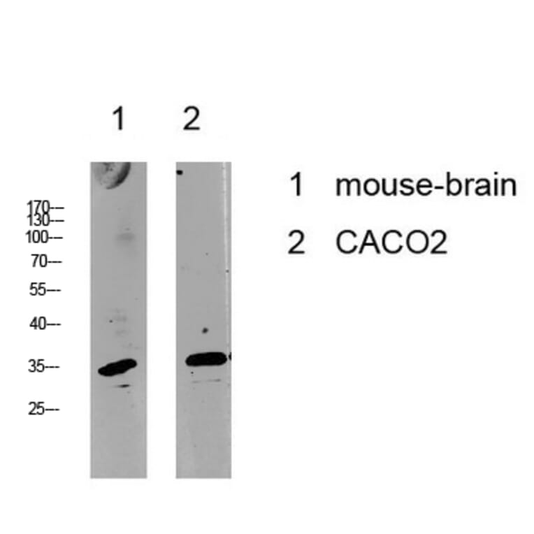 Western Blot - Anti-Cyclin C Antibody (B8334) - Antibodies.com