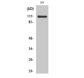 Western Blot - Anti-CACNA2D4 Antibody (C19531) - Antibodies.com