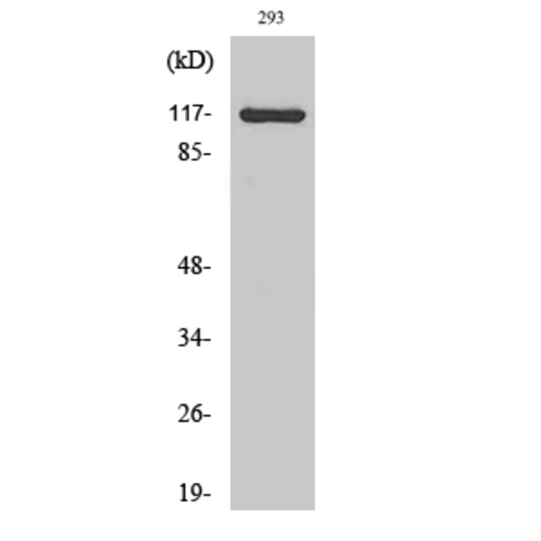 Western Blot - Anti-CACNA2D4 Antibody (C19531) - Antibodies.com
