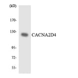 Western Blot - Anti-CACNA2D4 Antibody (R12-2561) - Antibodies.com