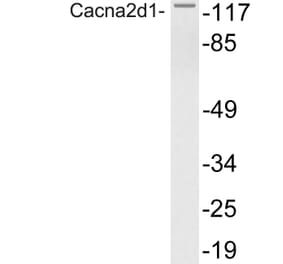 Western Blot - Anti-Cacna2d1 Antibody (R12-2048) - Antibodies.com
