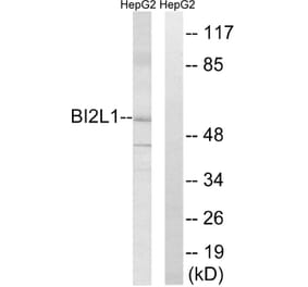 Western Blot - Anti-BAIAP2L1 Antibody (C14787) - Antibodies.com