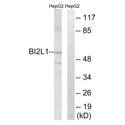 Western Blot - Anti-BAIAP2L1 Antibody (C14787) - Antibodies.com