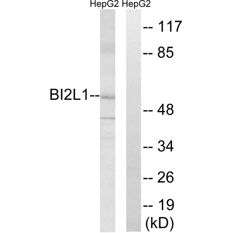 Western Blot - Anti-BAIAP2L1 Antibody (C14787) - Antibodies.com