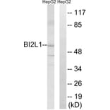 Western Blot - Anti-BAIAP2L1 Antibody (C14787) - Antibodies.com