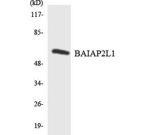 Western Blot - Anti-BAIAP2L1 Antibody (R12-2535) - Antibodies.com