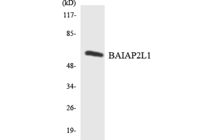 Western Blot - Anti-BAIAP2L1 Antibody (R12-2535) - Antibodies.com