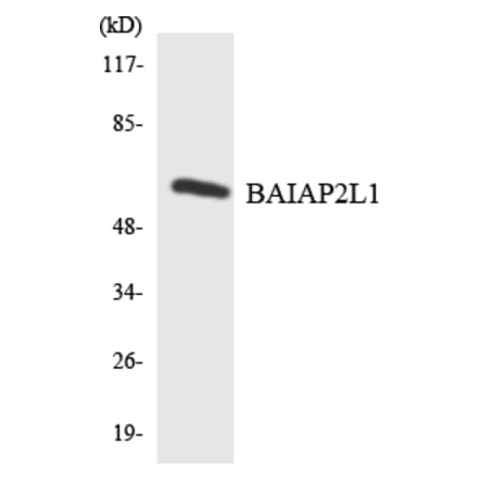 Western Blot - Anti-BAIAP2L1 Antibody (R12-2535) - Antibodies.com