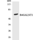 Western Blot - Anti-B4GALNT1 Antibody (R12-2531) - Antibodies.com