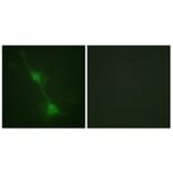 Immunofluorescence - Anti-Ataxin 1 Antibody (B0771) - Antibodies.com