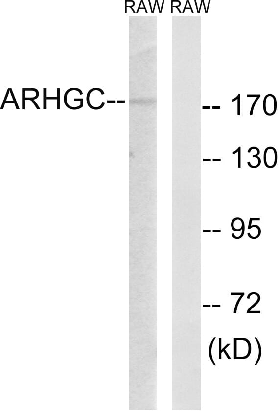 Western blot analysis of lysates from RAW264.7 cells using Anti-ARHGEF12 Antibody. The right hand lane represents a negative control, where the antibody is blocked by the immunising peptide.