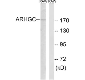 Western Blot - Anti-ARHGEF12 Antibody (C18388) - Antibodies.com