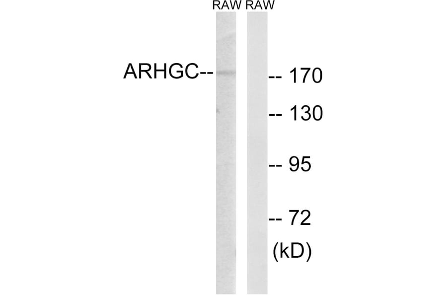 Western Blot - Anti-ARHGEF12 Antibody (C18388) - Antibodies.com