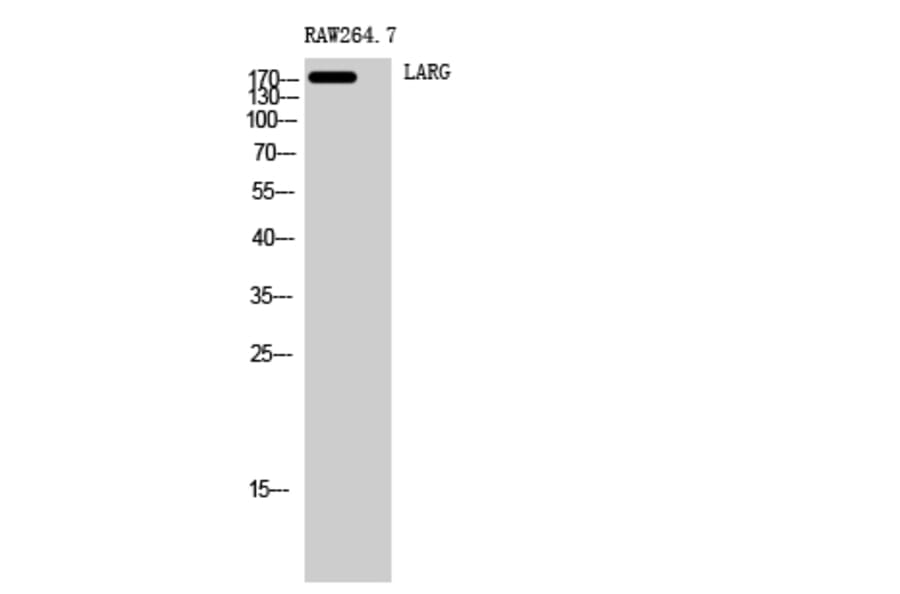Western Blot - Anti-ARHGEF12 Antibody (C18388) - Antibodies.com
