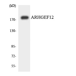 Western blot analysis of the lysates from HUVEC cells using Anti-ARHGEF12 Antibody.