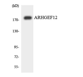 Western Blot - Anti-ARHGEF12 Antibody (R12-2504) - Antibodies.com