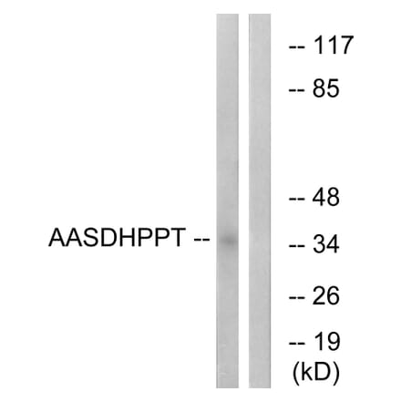 Western Blot - Anti-AASDHPPT Antibody (C16447) - Antibodies.com
