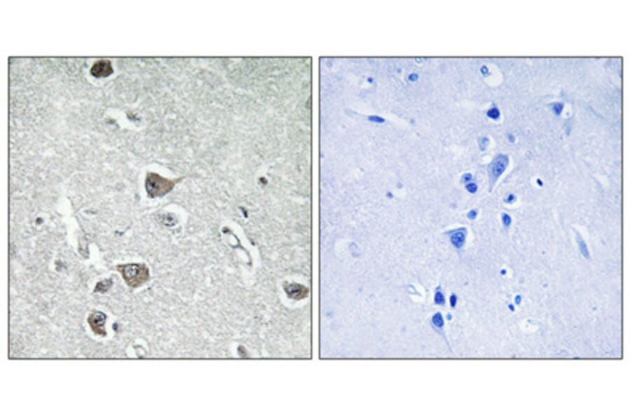 Immunohistochemistry - Anti-AASDHPPT Antibody (C16447) - Antibodies.com