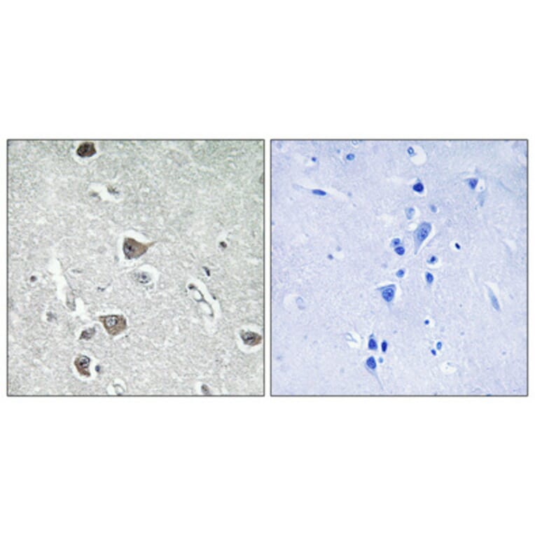 Immunohistochemistry - Anti-AASDHPPT Antibody (C16447) - Antibodies.com
